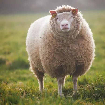 Des Pres A La Ferme De Franqueville *