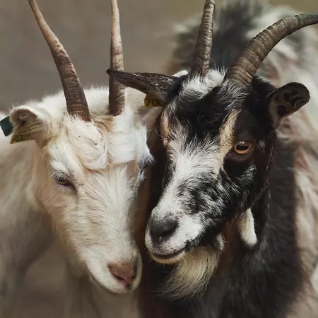Des Prés à La Ferme De Franqueville Sainte-Marie-du-Mont (Manche)