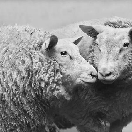 Des Prés à La Ferme De Franqueville Bed & Breakfast Sainte-Marie-du-Mont (Manche)