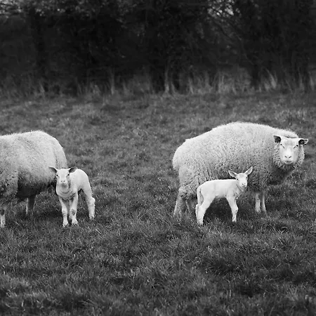 Bed & Breakfast Des Prés à La Ferme De Franqueville