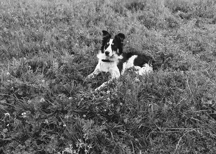 Des Pres A La Ferme De Franqueville Sainte-Marie-du-Mont (Manche)
