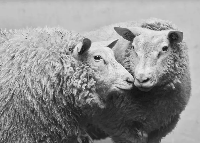 Des Pres A La Ferme De Franqueville Bed & Breakfast Sainte-Marie-du-Mont (Manche)