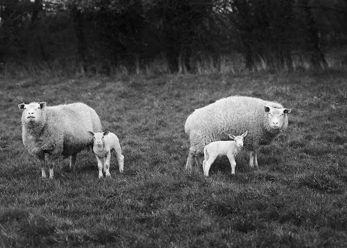 Bed & Breakfast Des Pres A La Ferme De Franqueville